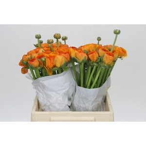 Ranunculus Clooney Manderino