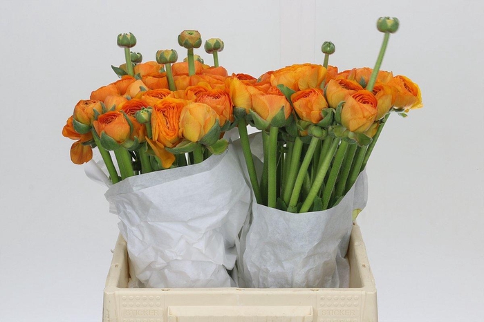 <h4>Ranunculus Clooney Manderino</h4>