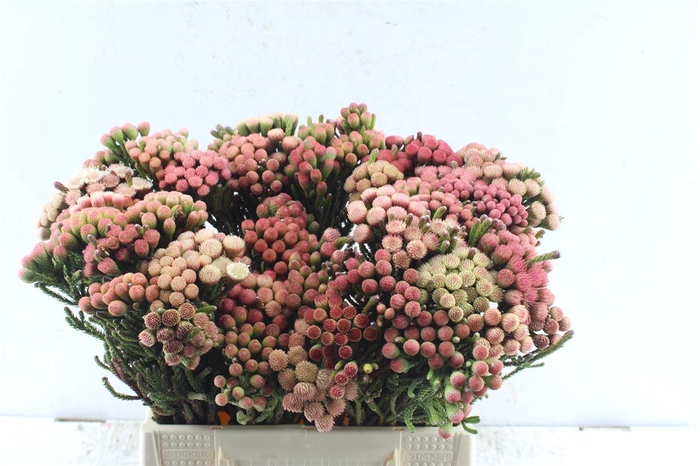 <h4>Kaaps Brunia La Red</h4>