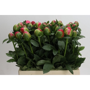 Paeonia Coral Sunset