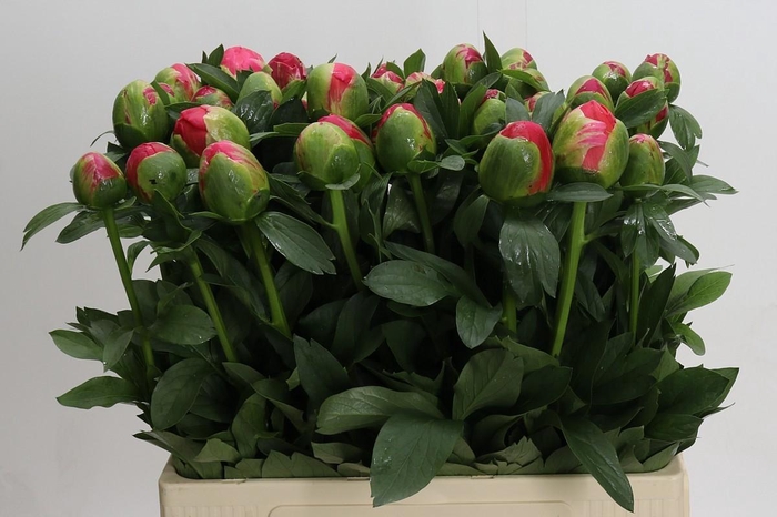 <h4>Paeonia Coral Sunset</h4>