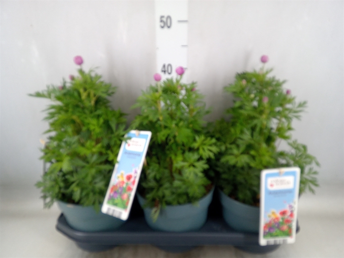 <h4>Anemone lesseri 'SpringBeau Pink'</h4>