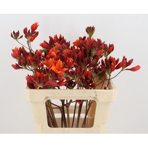 RHODO. NEW ORANGE 050CM