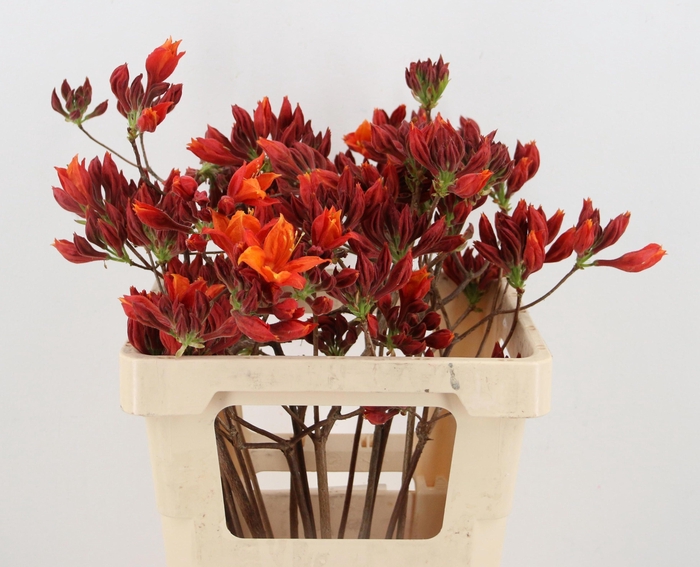 <h4>RHODO. NEW ORANGE 050CM</h4>