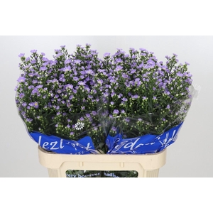 Aster Cassandra
