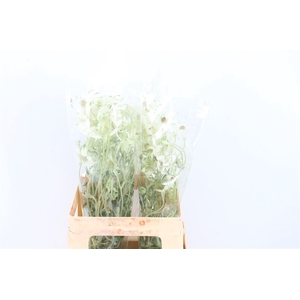 Actinotus Helianthi White 2 Fl