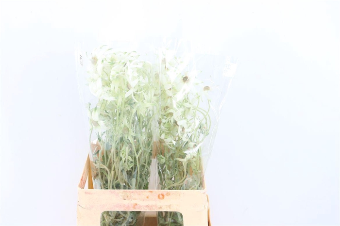<h4>Actinotus Helianthi White 2 Fl</h4>