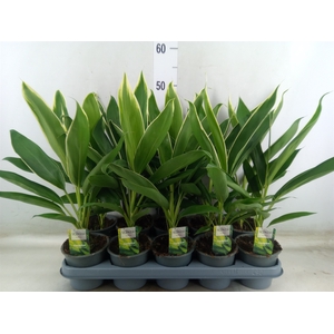Cordyline fruti. 'Conga'