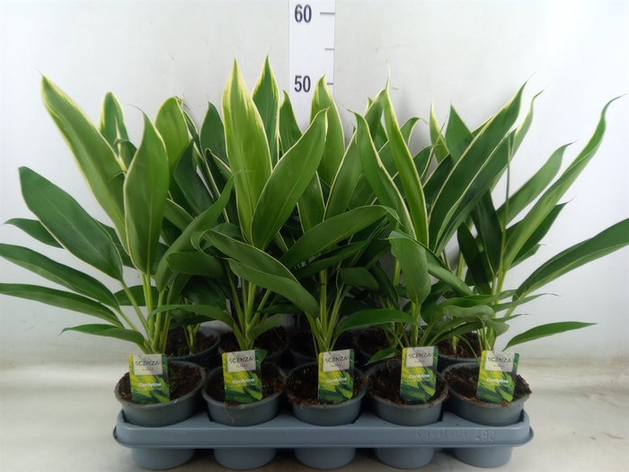 <h4>Cordyline fruti. 'Conga'</h4>