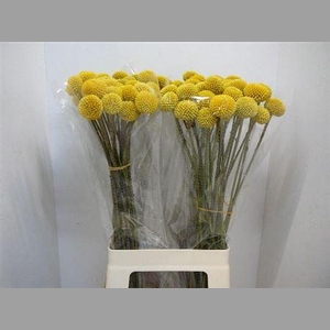 Craspedia Paintball Pop