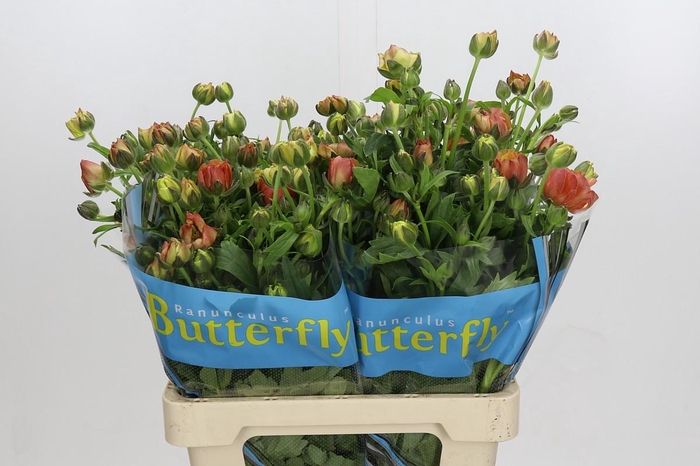 Ranunculus Butterfly Uranus