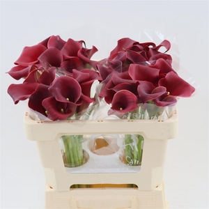 Calla Bermuda