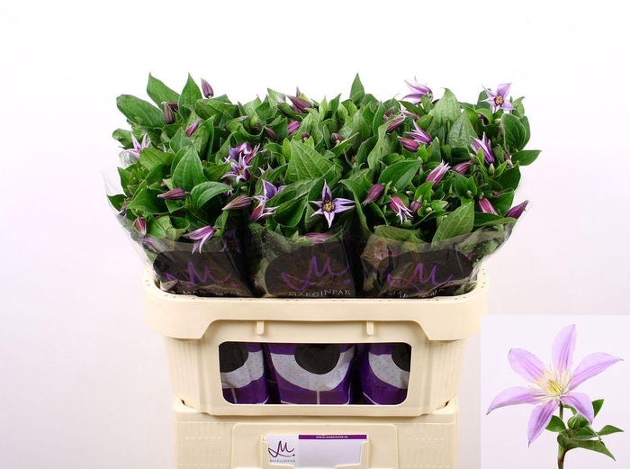 <h4>Clematis star river</h4>