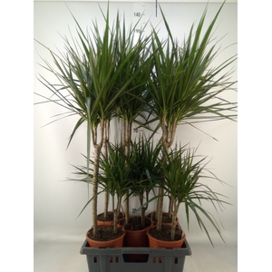 Dracaena marg.