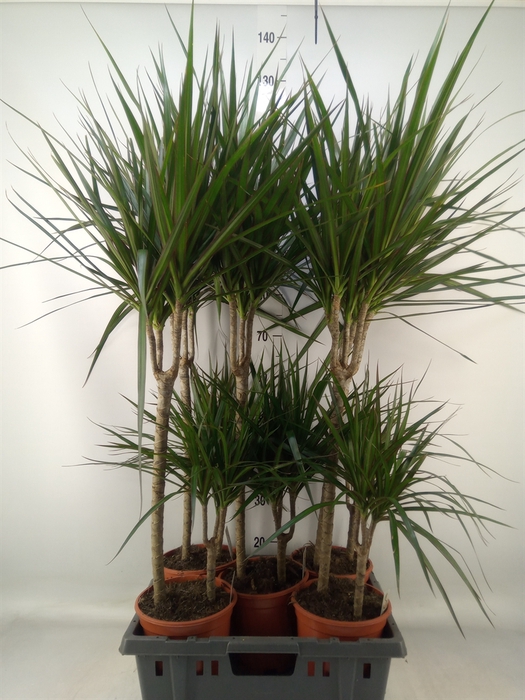 <h4>Dracaena marg.</h4>