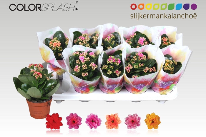 <h4>KAL GE GEM 6 KL</h4>