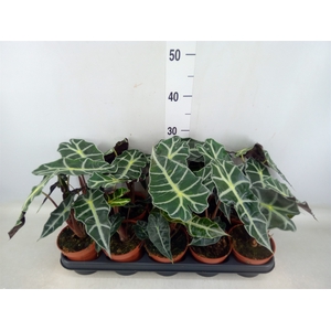 Alocasia amazonica 'Polly'