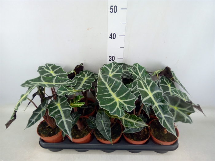 <h4>Alocasia amazonica 'Polly'</h4>