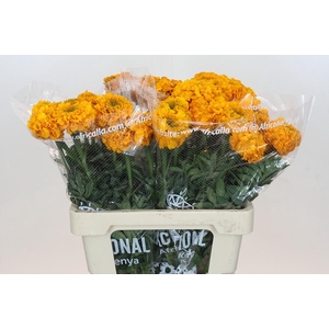 Tagetes Marigold Promise Light Orange