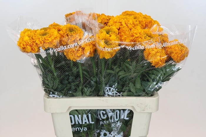 <h4>Tagetes Marigold Promise Light Orange</h4>