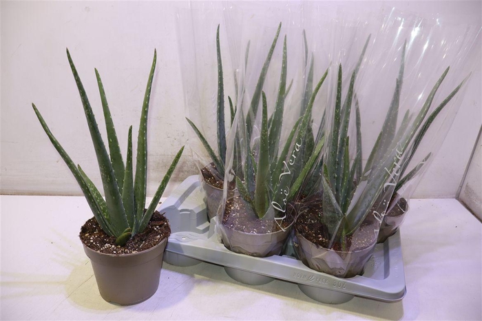 Aloe Vera