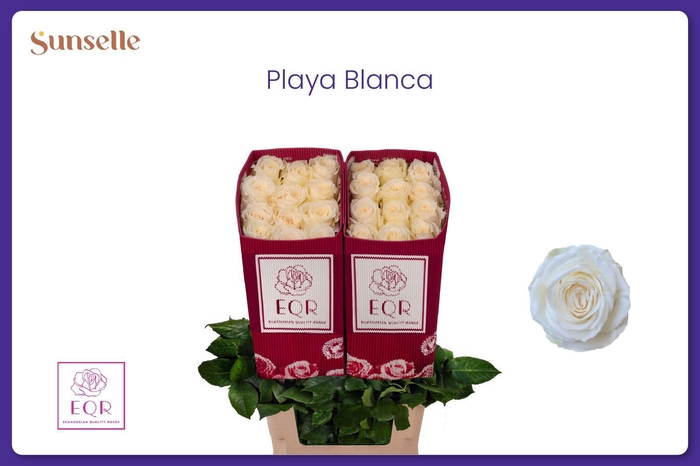 <h4>R GR PLAYA BLANCA</h4>