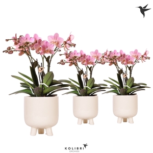 Kolibri Orchids Phalaenopsis Treviso in Gummy travertine pot