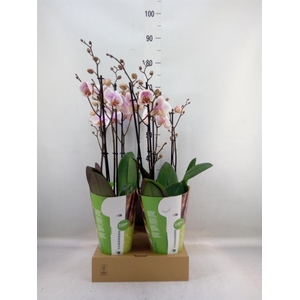 Phalaenopsis   ...white