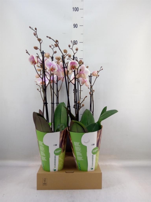 <h4>Phalaenopsis ...white</h4>