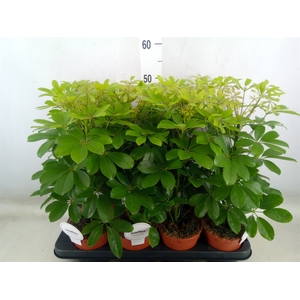 Schefflera arbor. 'Nora'