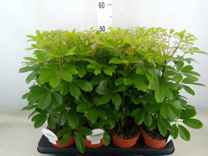 <h4>Schefflera arbor. 'Nora'</h4>