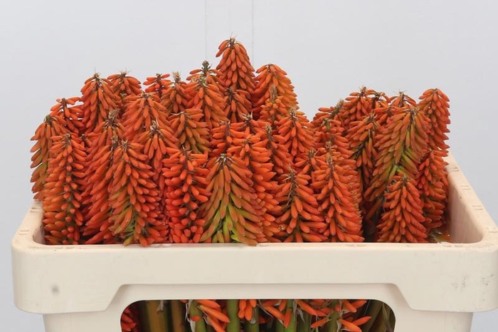 <h4>Kniphofia Eycone Orange</h4>