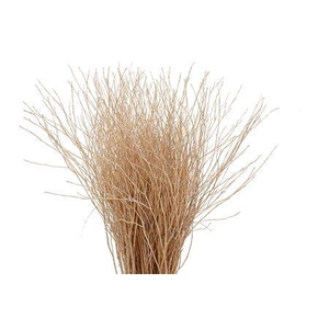 BETULA OV KLB H%