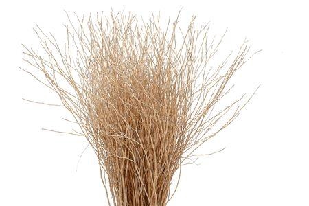 <h4>BETULA BS KLB H%</h4>