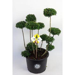 Ilex crenata Dark Green, P32, Bonsai 80-100cm, Pon Pon