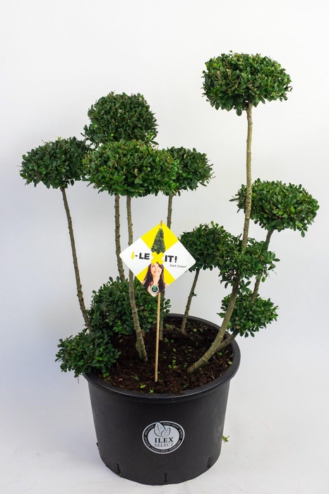 <h4>Ilex crenata Dark Green, P32, Bonsai 80-100cm, Pon Pon</h4>