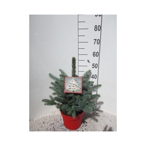 Picea pungens Super Blue 35-40 P23