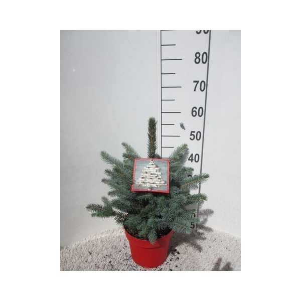 <h4>Picea pungens Super Blue 35-40 P23</h4>