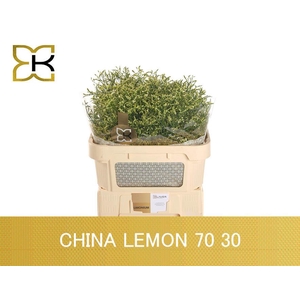 Lim Sin China Lemon