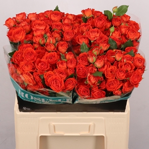 R TR SUMMER ROSEVER