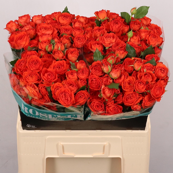 <h4>R TR SUMMER ROSEVER</h4>