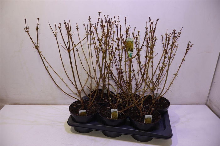 <h4>Forsyth In Weekend</h4>