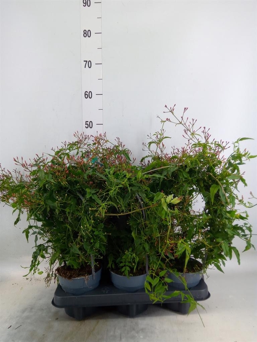 <h4>Jasminum polyanthum</h4>