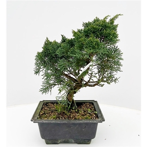 Juniperus chinensis, 18 cm, in trainingpot