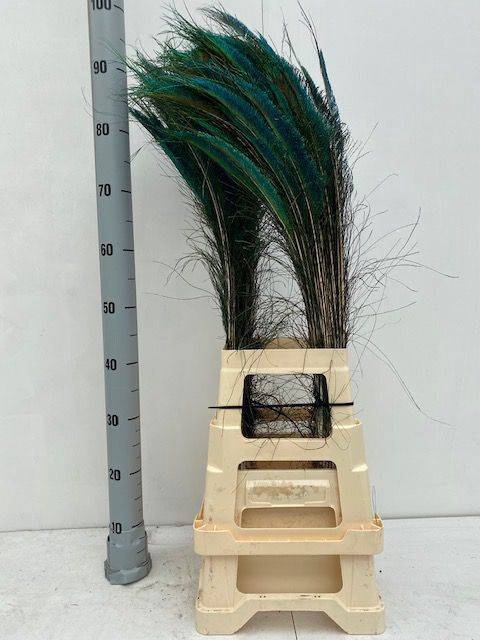 <h4>PAUWENVEREN H%</h4>