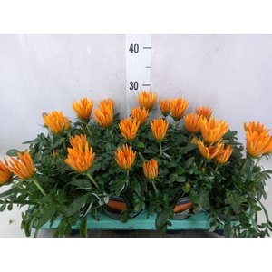 Gazania splen. 'Giant Deep Orange'