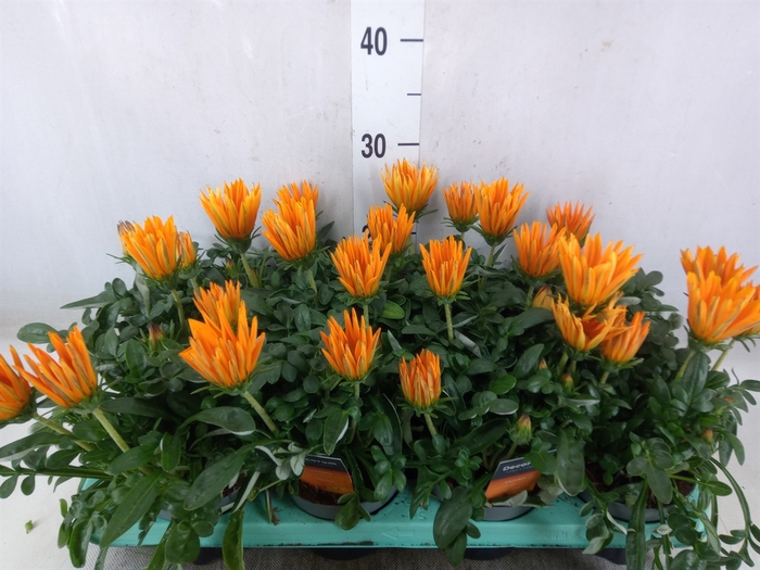 <h4>Gazania splen. 'Giant Deep Orange'</h4>