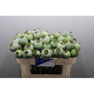 Papaver Bal Xl