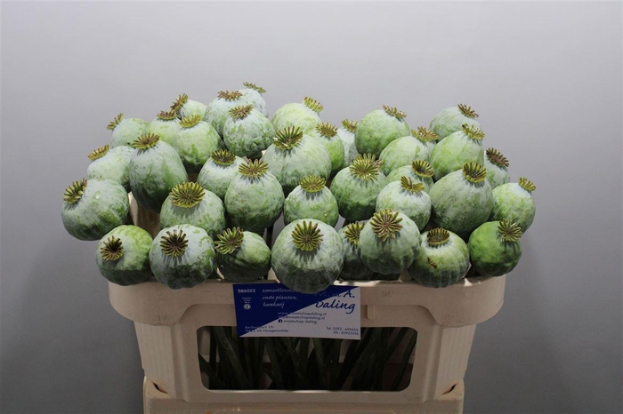 <h4>Papaver Bal Xl</h4>