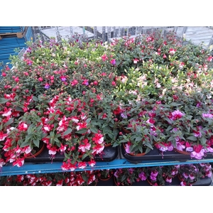 FUCHSIA MIXK